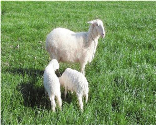 養(yǎng)殖牧場(chǎng)飼料無(wú)人值守稱(chēng)重管理系統(tǒng)